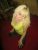Eve Otele Gelen Rus Vip Escort Siena - Image 1 Eve Otele Gelen Rus Vip Escort Siena - Image 1