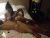 180 Boyunda Melez Escort Selin - Image 14 180 Boyunda Melez Escort Selin - Image 14