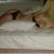 Ankara Escort Betül Ateşli Sarışın - Image 1 Ankara Escort Betül Ateşli Sarışın - Image 1